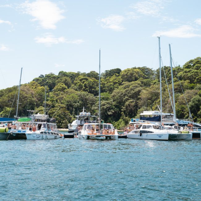 A group of boats and yachts, including options for luxury yacht hire Sydney, are anchored close to each other on a calm body of water, with a lush, tree-covered shore in the background under a clear sky.