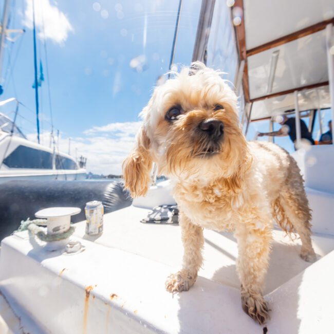 A fluffy, tan-colored dog stands on a boat deck under bright sunlight. The boat seems to be docked, with another boat visible in the background. The dog's fur is slightly wet, and there are cans and other items scattered on the deck around it. The sky is clear and sunny, capturing a perfect day for adventure.